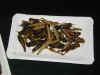 insects01.jpg (76987 Byte)