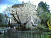 omagarten01.jpg (141172 Byte)