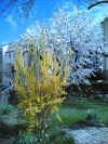 omagarten02.jpg (147921 Byte)