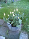 omagarten03.jpg (110207 Byte)