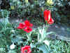 omagarten04.jpg (149795 Byte)