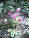 omagarten05.jpg (149085 Byte)