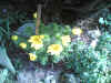 omagarten06.jpg (133957 Byte)