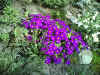 omagarten07.jpg (167205 Byte)