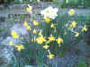 omagarten09.jpg (135219 Byte)
