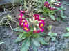 omagarten10.jpg (140103 Byte)