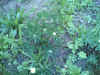 omagarten15.jpg (125634 Byte)