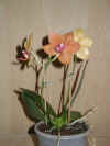 orchathome01.jpg (71180 Byte)