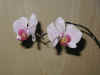 orchathome03.jpg (57784 Byte)