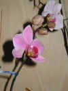 orchathome04.jpg (65268 Byte)