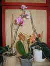 orchathome05.jpg (79333 Byte)