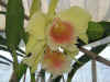 orchhirsch05.jpg (69397 Byte)