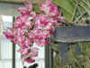 orchhirsch06.jpg (100228 Byte)