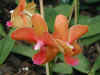orchhirsch07.jpg (68216 Byte)
