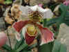orchhirsch08.jpg (81691 Byte)