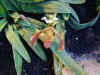 orchid02.jpg (105726 Byte)