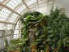 orchid03.jpg (155181 Byte)