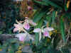 orchid06.jpg (106484 Byte)