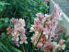 orchid07.jpg (107738 Byte)