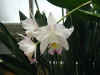 orchid09.jpg (58488 Byte)