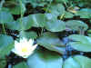 searoses1.jpg (92218 Byte)