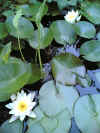 searoses2.jpg (85090 Byte)