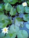 searoses3.jpg (82673 Byte)