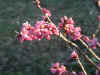 spring051.jpg (399107 Byte)