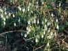 spring052.jpg (422580 Byte)