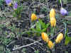 spring053.jpg (432757 Byte)