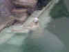 zoo8.jpg (370179 Byte)