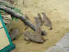 zoo9.jpg (389633 Byte)