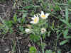 easter03.jpg (172930 Byte)
