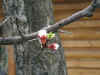 easter05.jpg (72223 Byte)