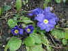 easter14.jpg (145228 Byte)